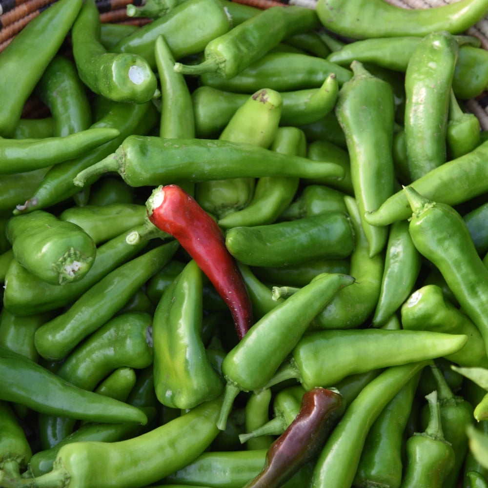 Half Bushel Pueblo Chile "Mira Sol" (Hot Heat)